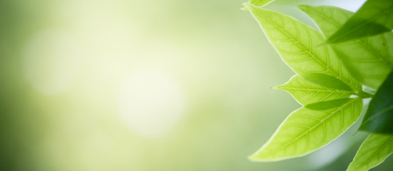 Concept nature view of green leaf on blurred greenery background in garden and sunlight with copy space using as background natural green plants landscape, ecology, fresh wallpaper concept.