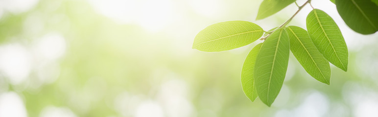 Concept nature view of green leaf on blurred greenery background in garden and sunlight with copy space using as background natural green plants landscape, ecology, fresh wallpaper concept.