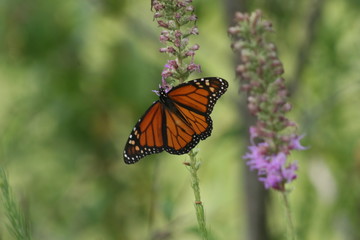 Monarch Butterfly 2020 II 