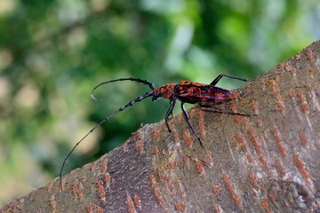Neocerambyx oenochrous (Aeolesthes oenochrous) in the Taiwan.