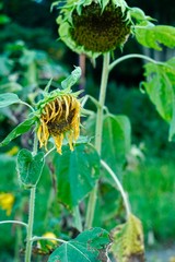 高温注意報〜ひまわりもダウン・熱中症
