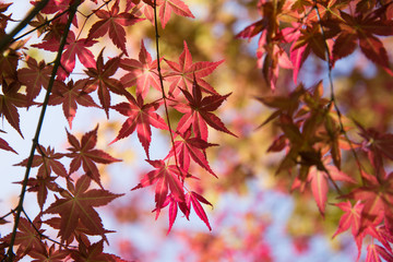 red maple leaves
