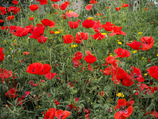 Fototapeta premium natural photo of a meadow with poppy flowers