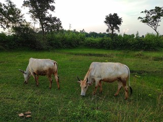 Cows grazing on the field