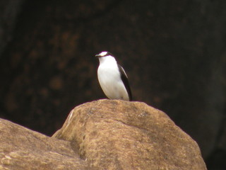Bird on dunite