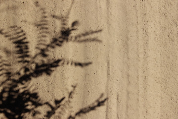 Blurry image of beautiful shadows of a plant on the sand. Abstract nature background. Nature, travel concept.