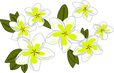 Plumeria Flowers Floral Tropical Hawaiian Flower Pattern design. Illustration vector Art
