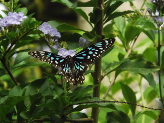 Blue Butterfly