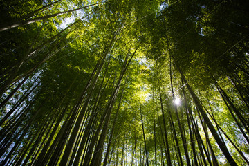 報国寺の竹林