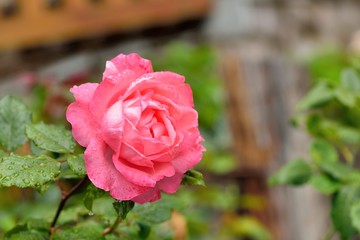 Colorful Roses Shooting in Hsinchu, Taiwan