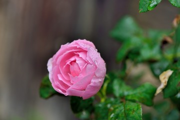 Naklejka premium Colorful Roses Shooting in Hsinchu, Taiwan