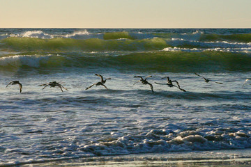 Sea gulls fly in line across breaking waves at sunset on Southern California San Diego Beach