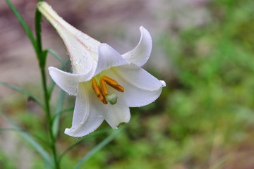 Obraz premium Taiwan lily standing in the mountains Taiwan lily, Lilium formosanum