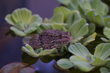 Grenouille sur laitue