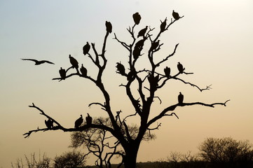 Vulture Silhouette - South African Safari 