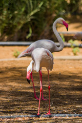 Greater flamingo