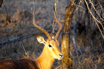 Impala Portrait - South African Safari