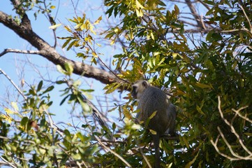 Monkey in the Tree - South African Safari