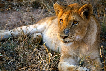 Lioness Close-Up Portrait - South African Safari