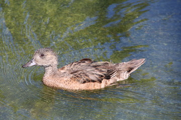 Young Wigeon, William Hawrelak Park, Edmonton, Alberta