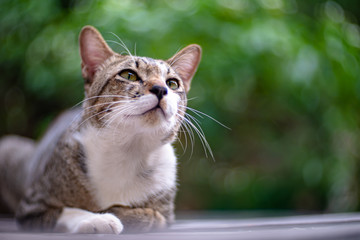 Portrait of striped cat at house, close up Thai cat, close relax cat