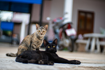 Portrait of black cat with orange and black kitten, close up Thai cat
