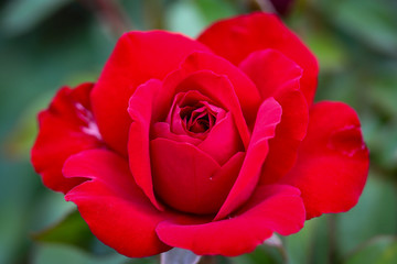 Red rose close up