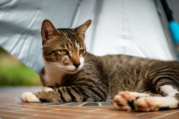 Portrait of striped cat with umbrella, close up Thai cat, close relax cat
