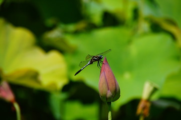蓮の蕾にとまるシオカラトンボ