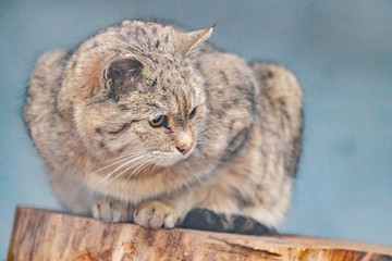 Amur forest cat sitting on a stump in the zoo. Prionailurus bengalensis euptilurus.