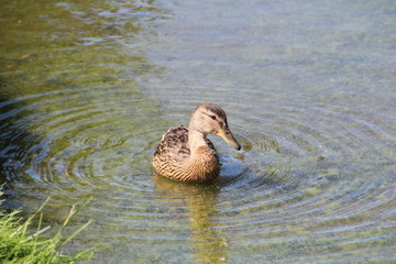 Make Ripples On The Water, William Hawrelak Park, Edmonton, Alberta