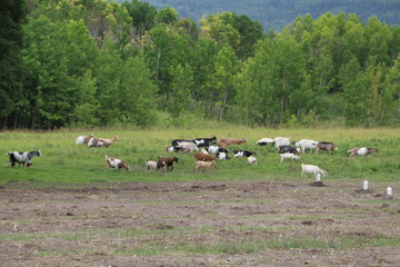 Fototapeta premium Herd Of Sheep, Alberta