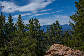 pine trees in the mountains