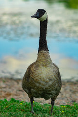 mama geese watching me while i was talking pictures of other ducklings and other birds