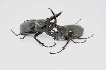 Stag beetle isolated on white background.