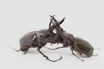 Stag beetle isolated on white background.