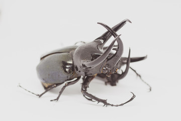 Stag beetle isolated on white background.