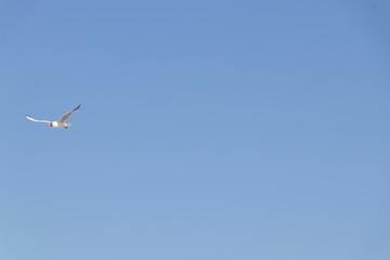 seagull flies by the sea on a warm sunny summer day. Sky.
