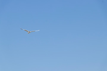 seagull flies by the sea on a warm sunny summer day. Sky.