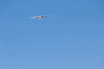 seagull flies by the sea on a warm sunny summer day. Sky.