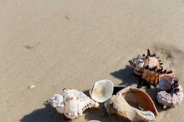 Fototapeta na wymiar Beautiful seashells and starfish on the seashore. Marine summer background. Sunny day.