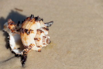 Beautiful seashells and starfish on the seashore. Marine summer background. Sunny day.