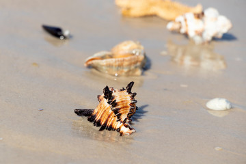 Beautiful seashells and starfish on the seashore. Marine summer background. Sunny day.