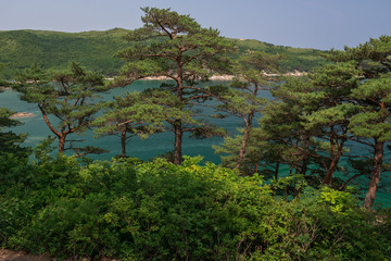 View of the turquoise sea through the pine trees