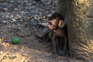 Siem Reap, Cambodia. March, 10, 2020: Portrait of a monkey on the road