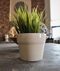Grass in pot on table