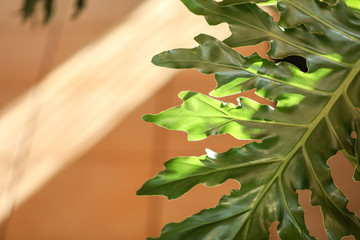 Leaves of philodendron plant close up in soft afternoon light causing shadows © Caseyjadew