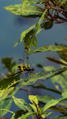 Siem Reap, Cambodia. March, 10, 2020: Dragonfly perched on a plant.