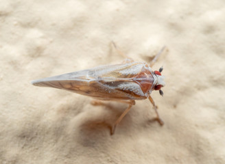 Macro Photo of Little Insect on the Wall