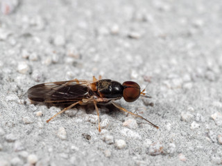 Macro Photo of Fly on The Floor
